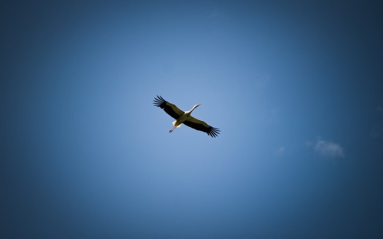 Парящая птица