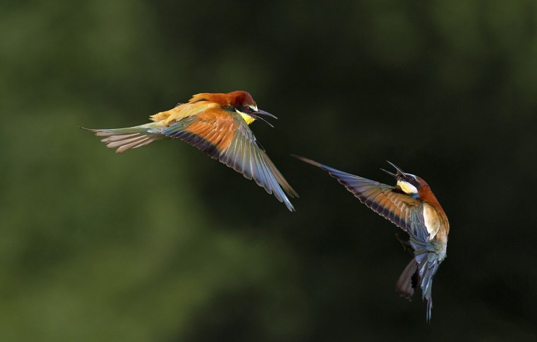 Птица в полете