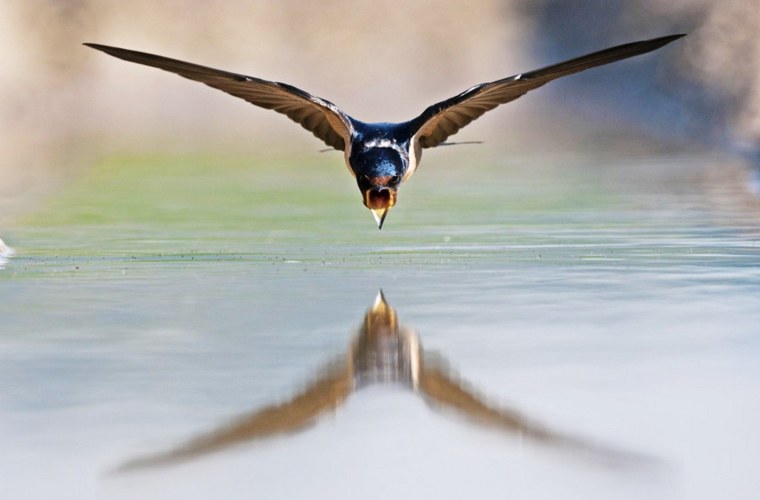 Ласточки над водой