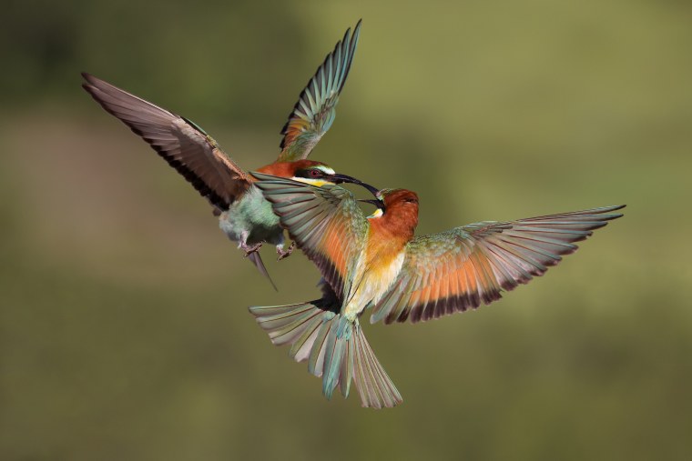 Красивая птица в полете