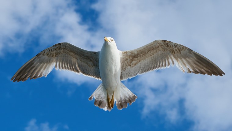 Чайка с расправленными крыльями