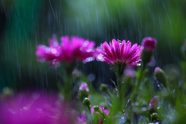 Полевые цветы после дождя