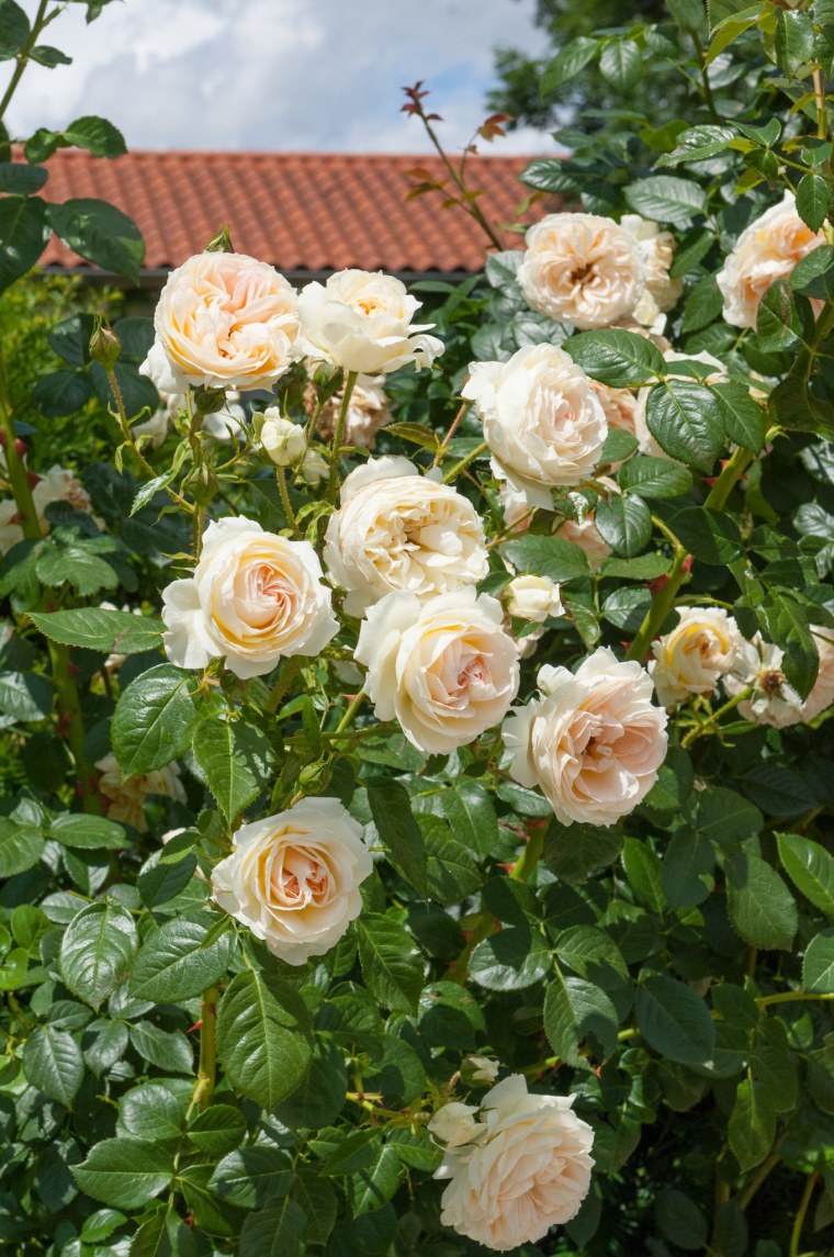 Плетистая роза Мон Жарден э ма Мезон