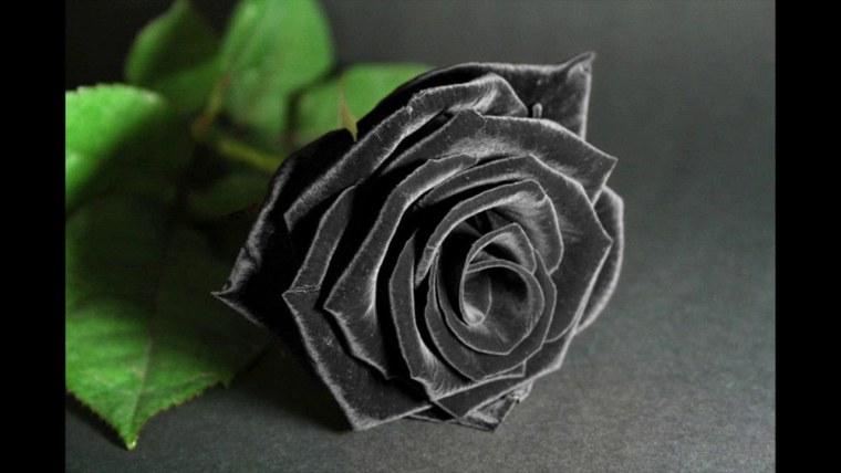 Черная бархатная роза