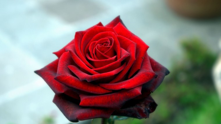 Роза Тенга Венга