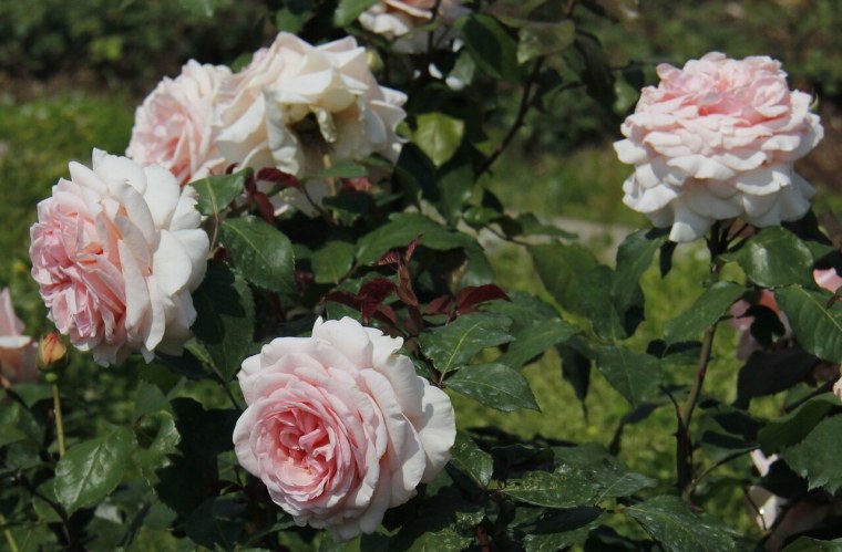 Роза Теодор Фонтейн Розе