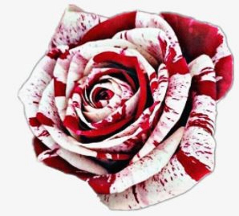 Кровавая роза на белом фоне