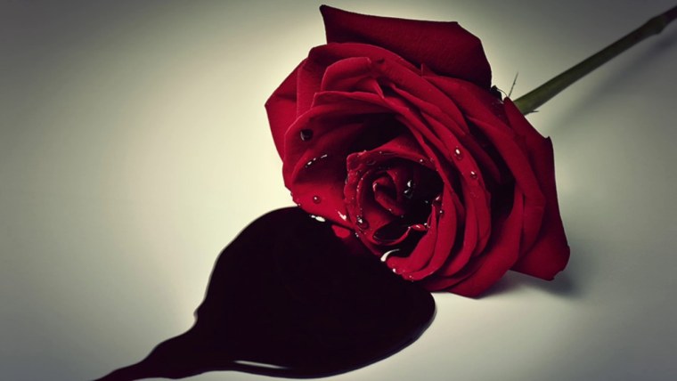 Кроваво красные розы