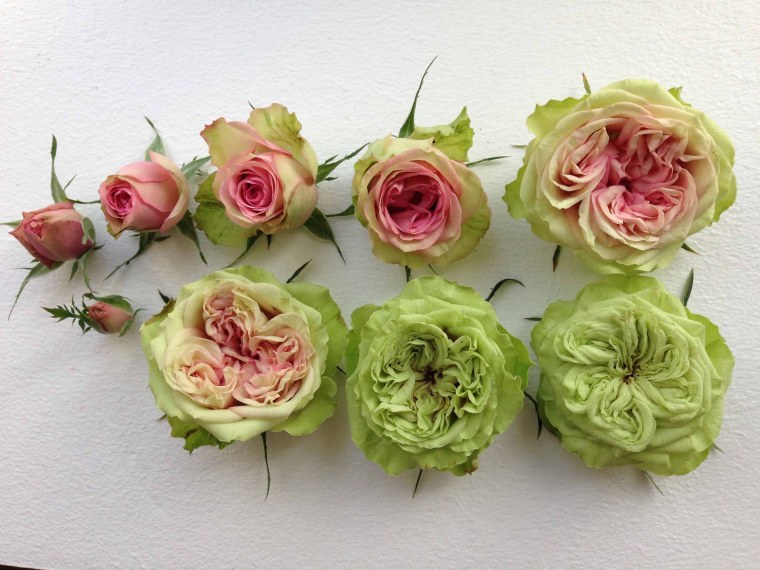 Синяя роза бутон