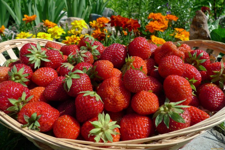 Кардинал Виктория ягода