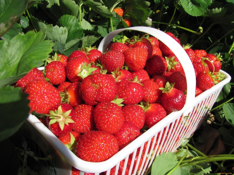 Клубника Диамант