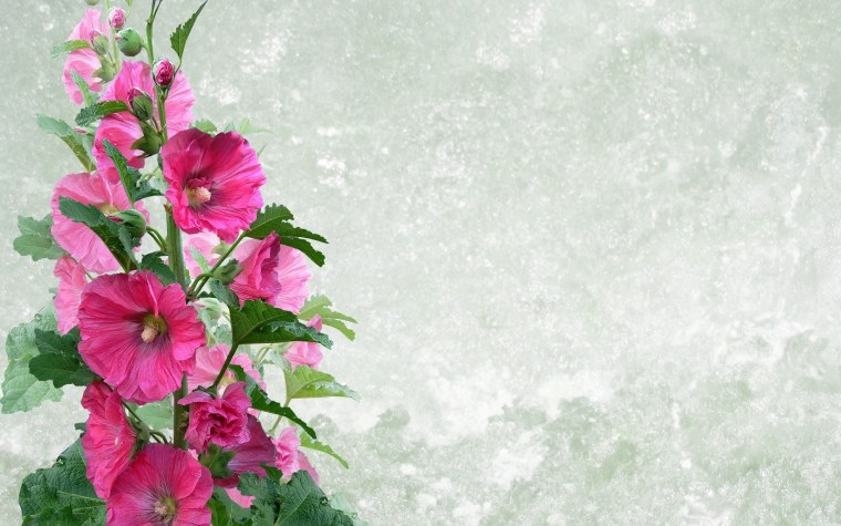 Фон с цветами