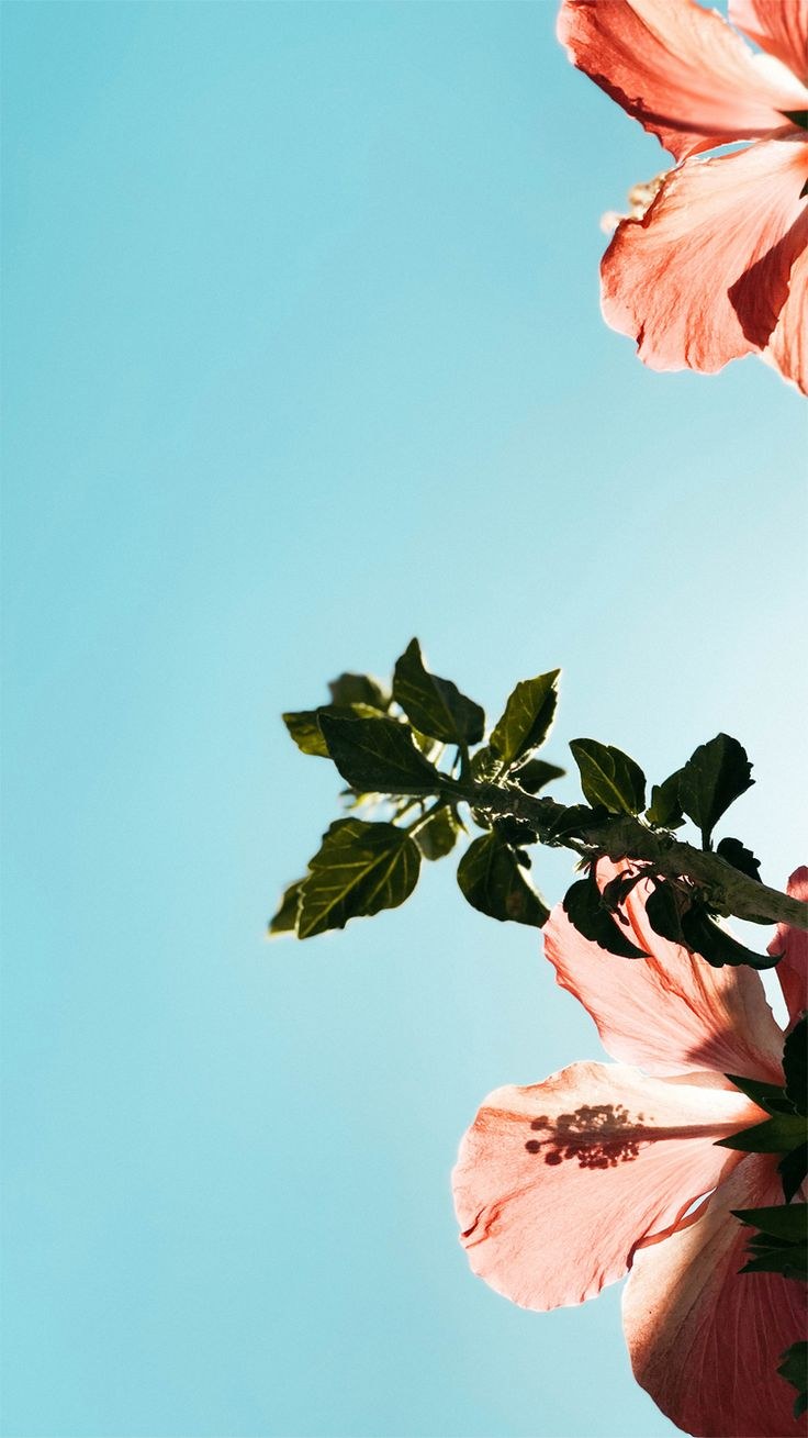 Фиолетовый цветок на айфон