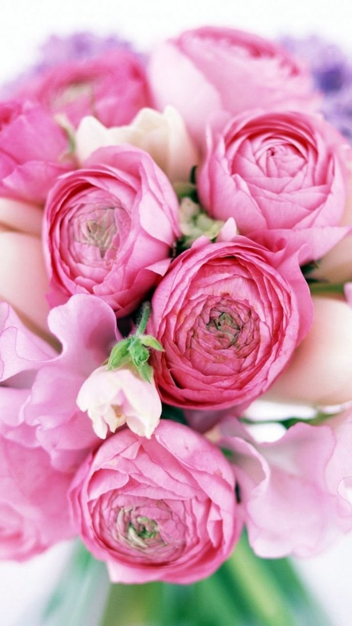 Цветы Минимализм