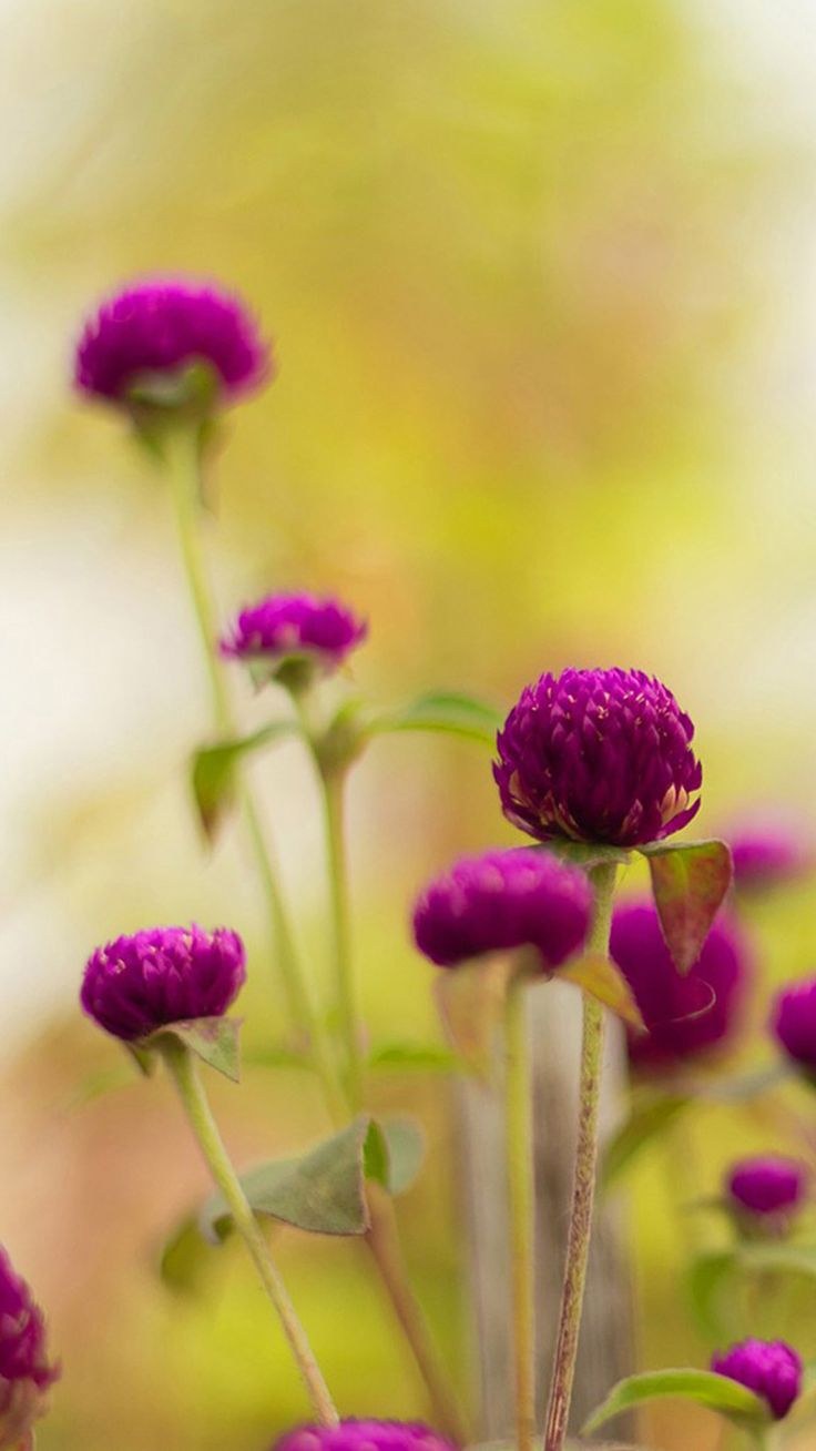 Пион нежно-розовый