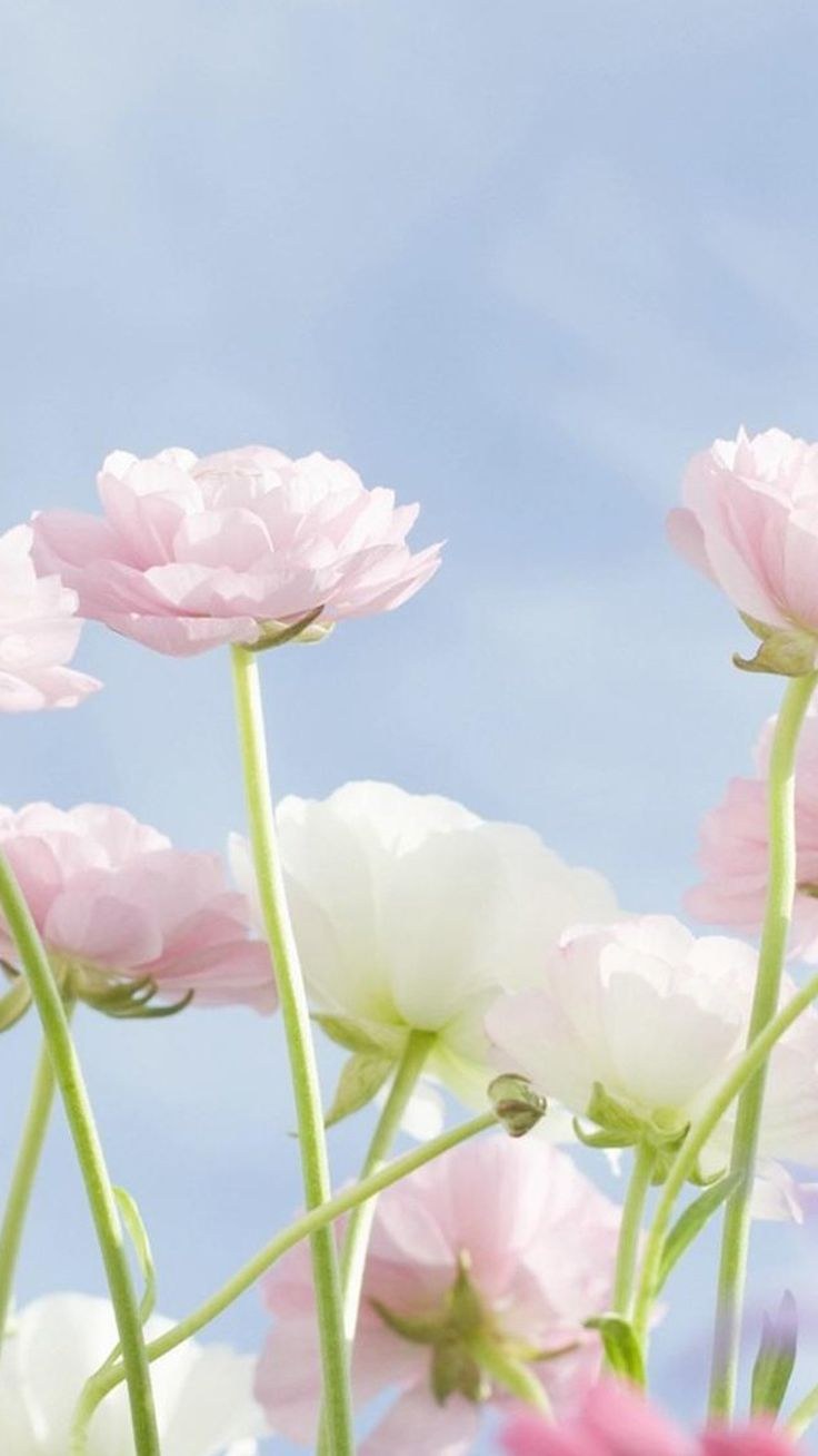 Пионы на темном сером фоне