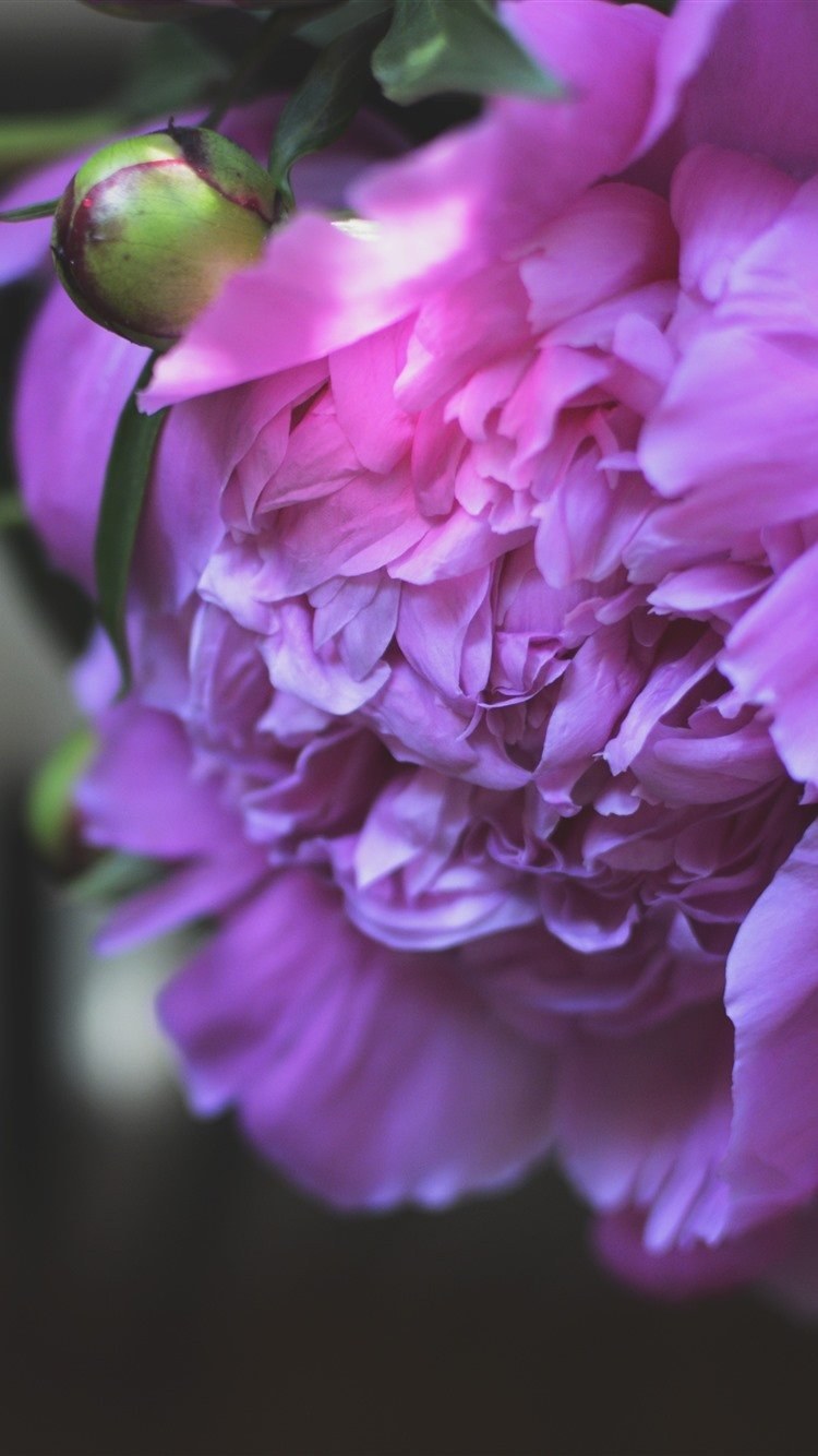 Красивые пионы