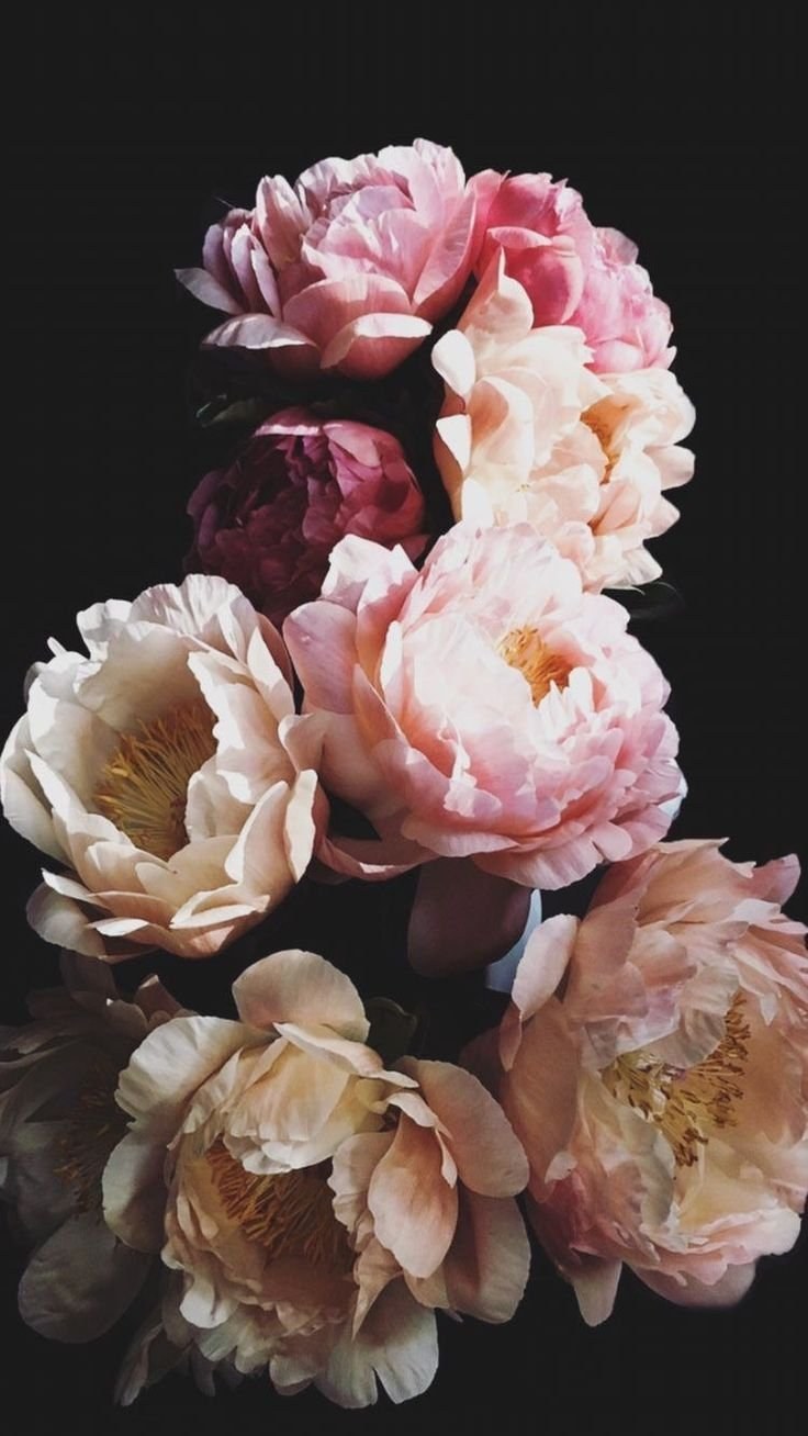 Пионы вертикальные