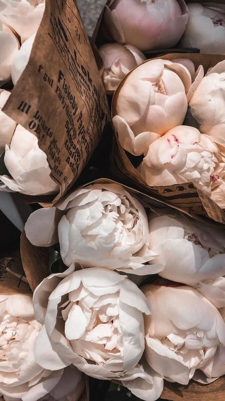 Розовые пионы на сером фоне