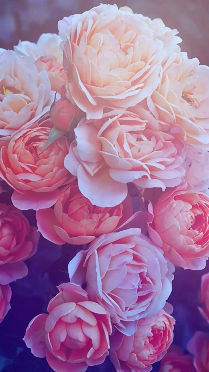 Ранункулюс и пионы