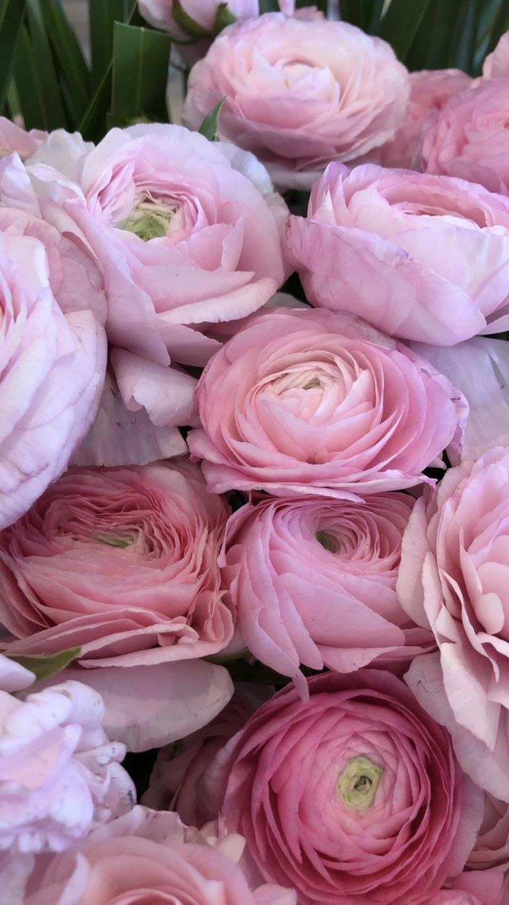 Розы пионы HD