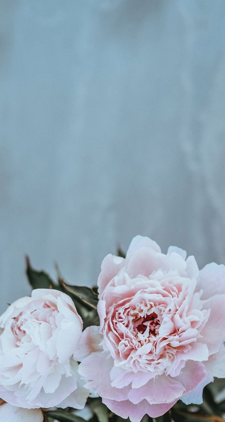 Цветы на черном фоне