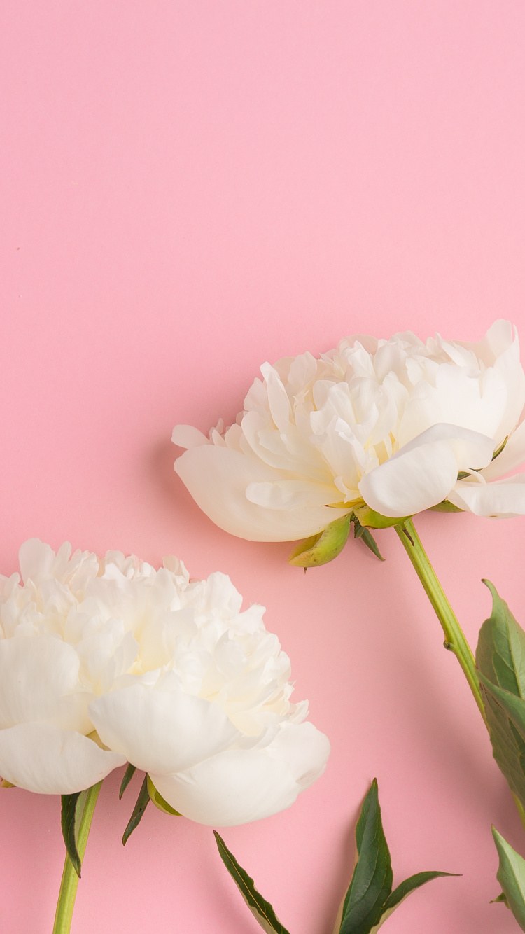 Белые пионы обои