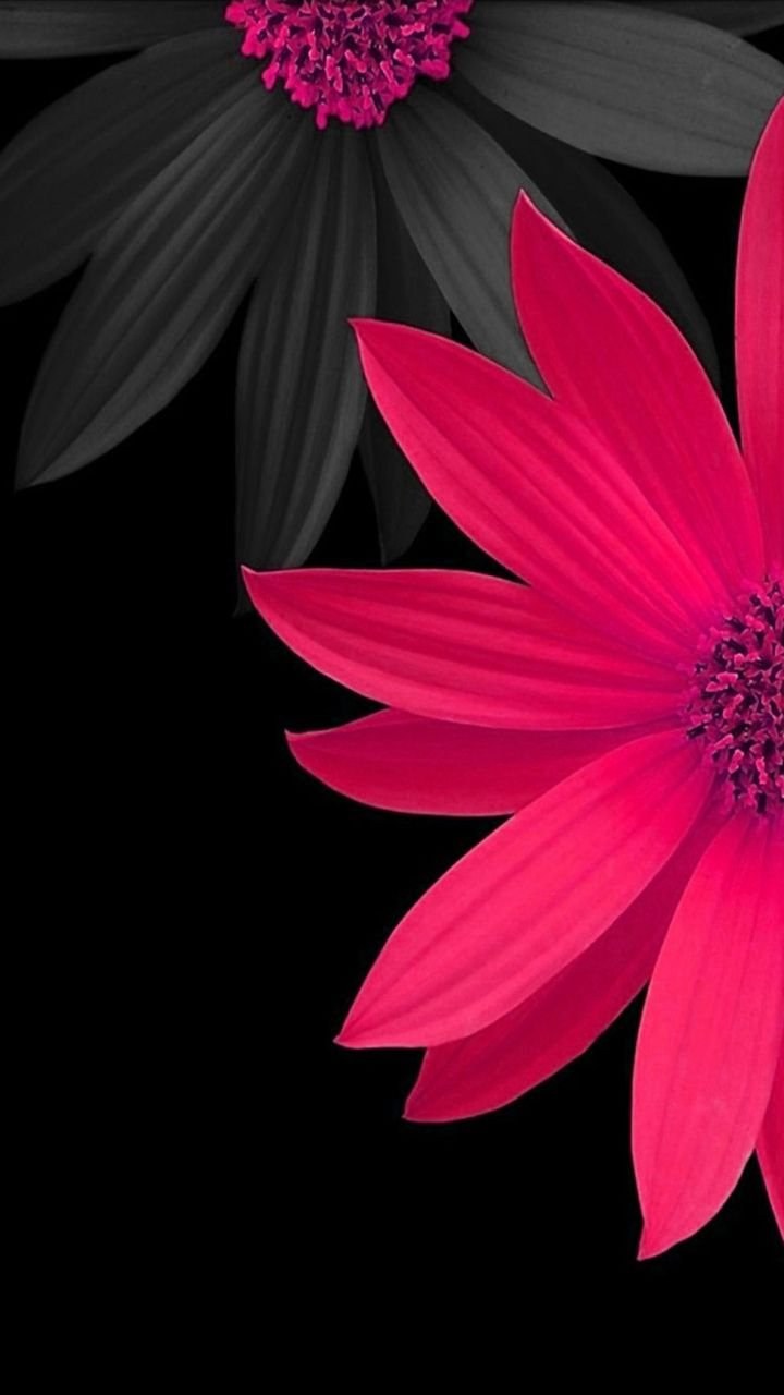 Цветы на черном фоне