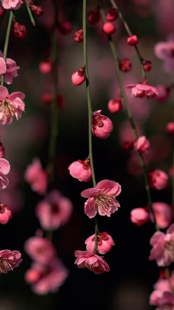 Мелкие розовые цветочки