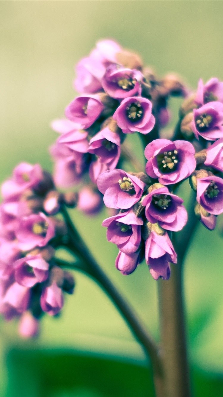 Весенние цветы фиолетовые мелкие