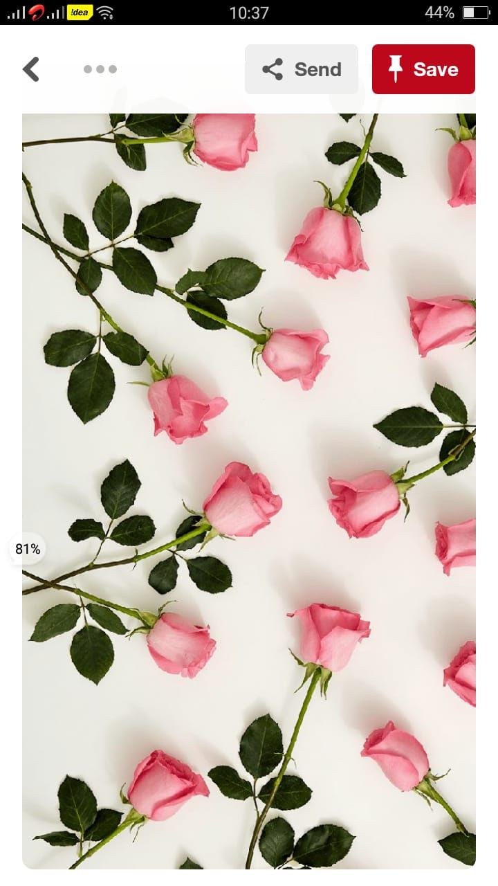 Розовые цветы на айфон