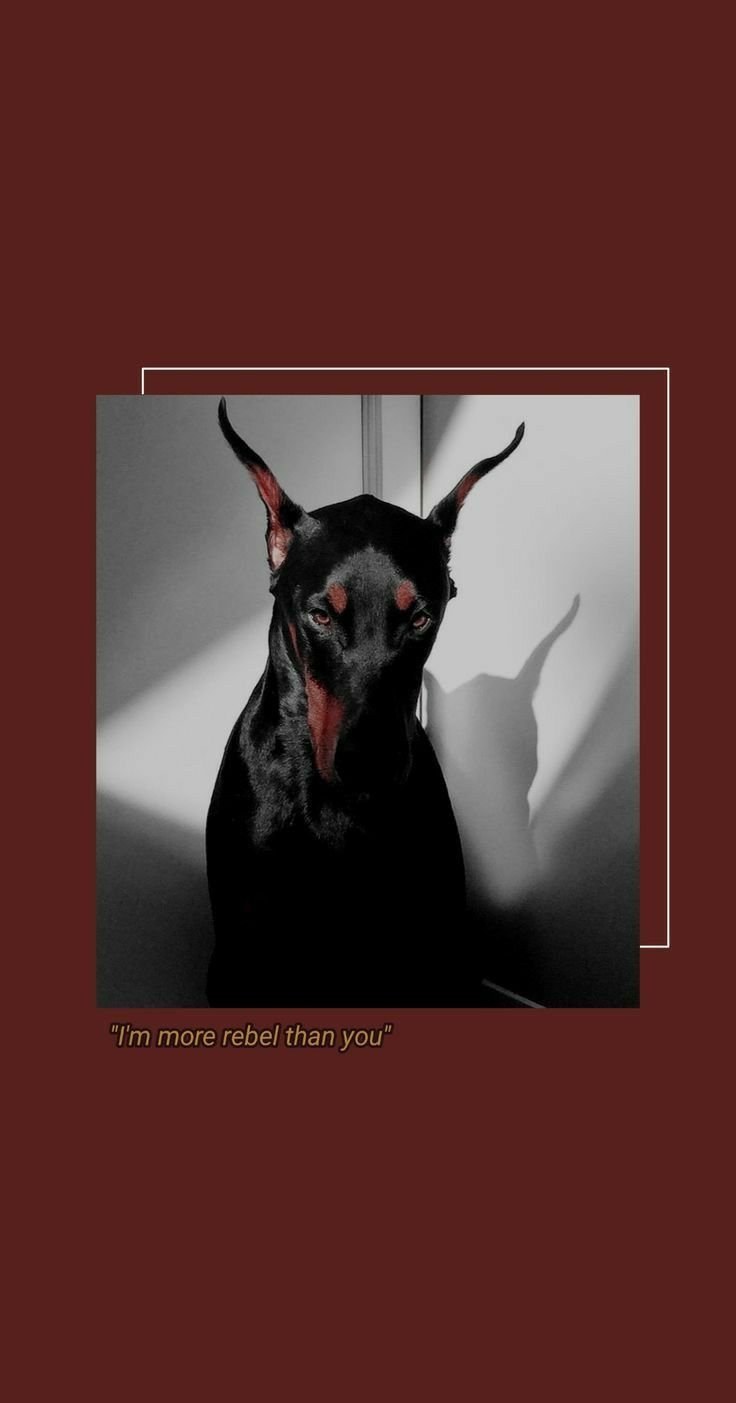 Агрессивные обои на телефон