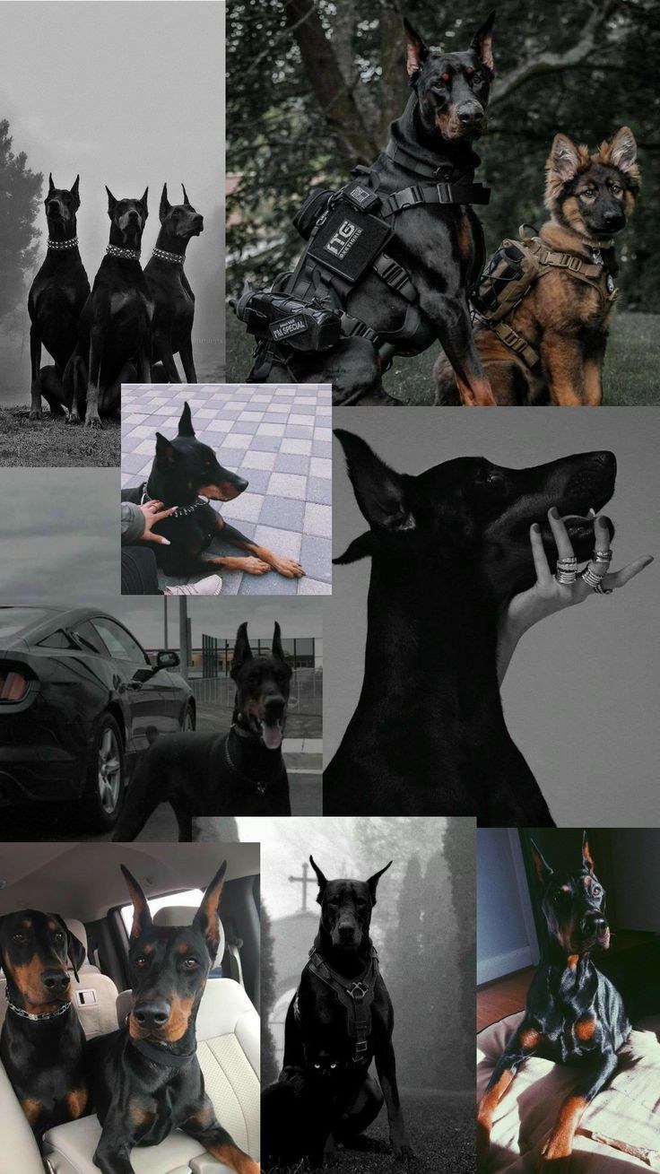 Ротвейлер: псы ада фильм 1982