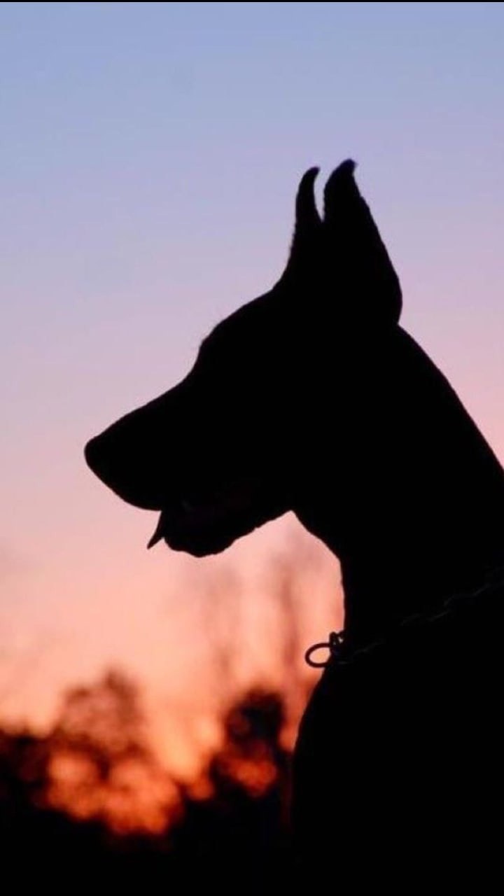 Доберман эскиз