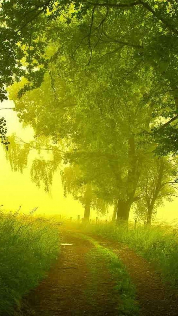 Красивые листья