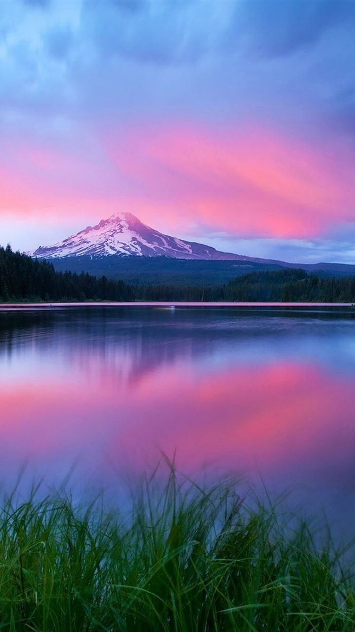 Стебли растений макро