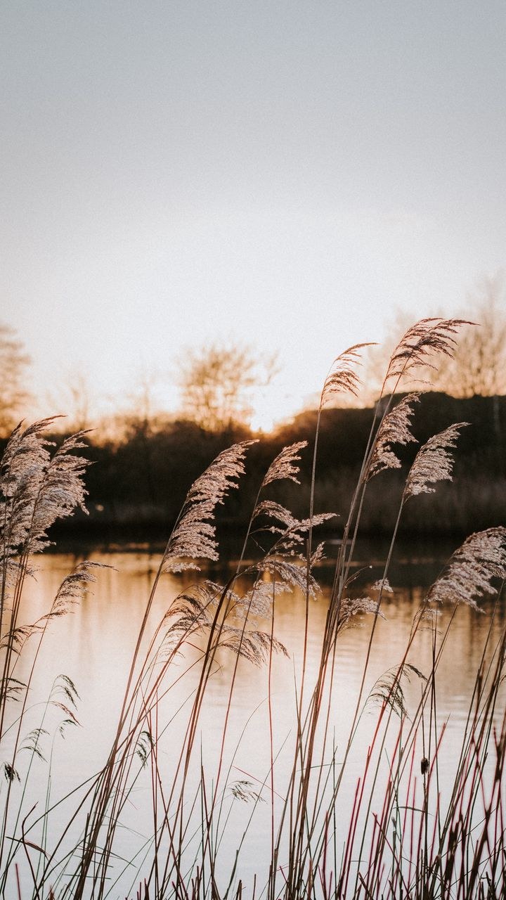 Трава сепия