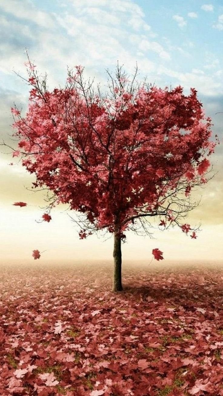 Красивое дерево сердце