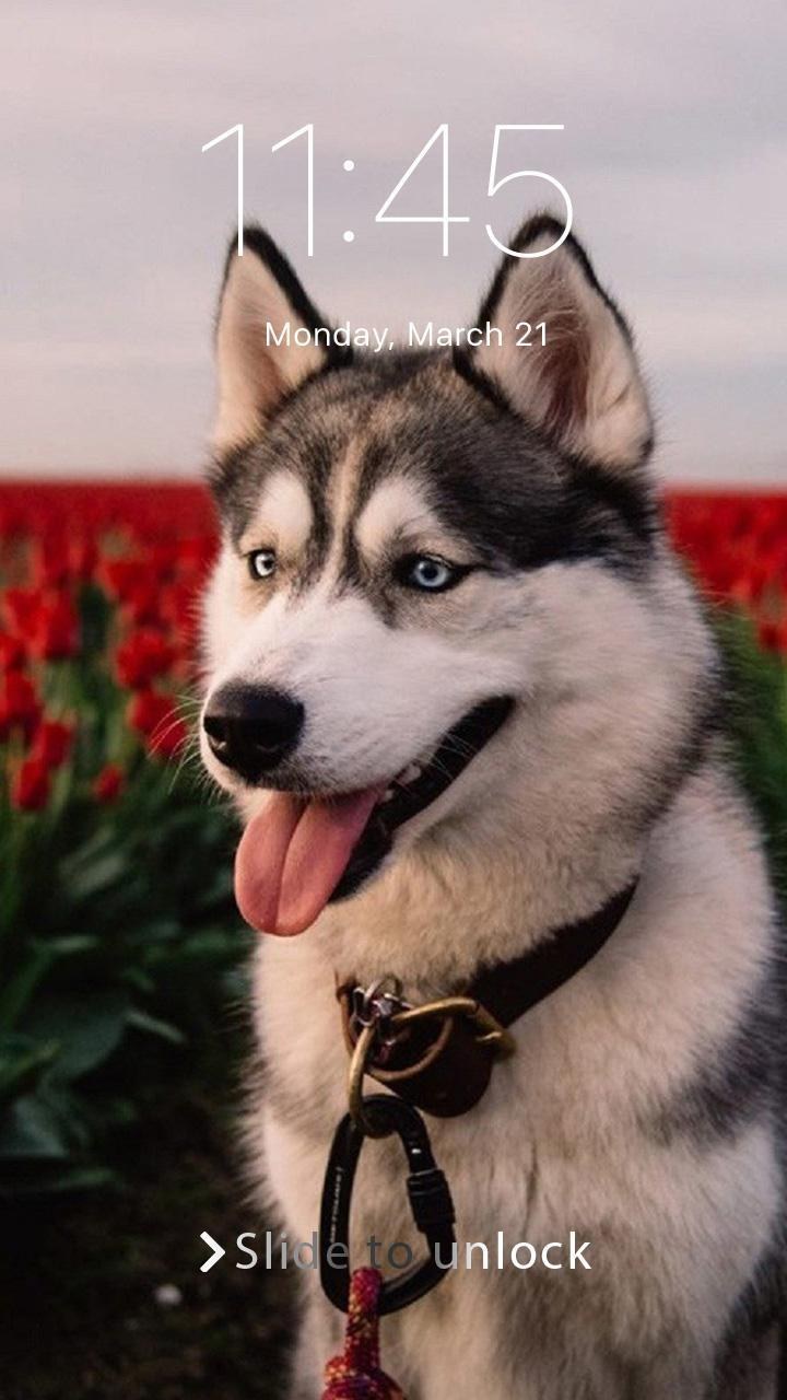 Хаски обои на телефон