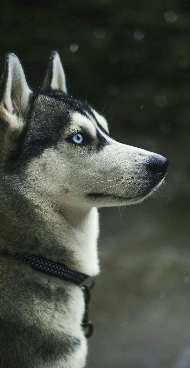 Хаски на черном фоне