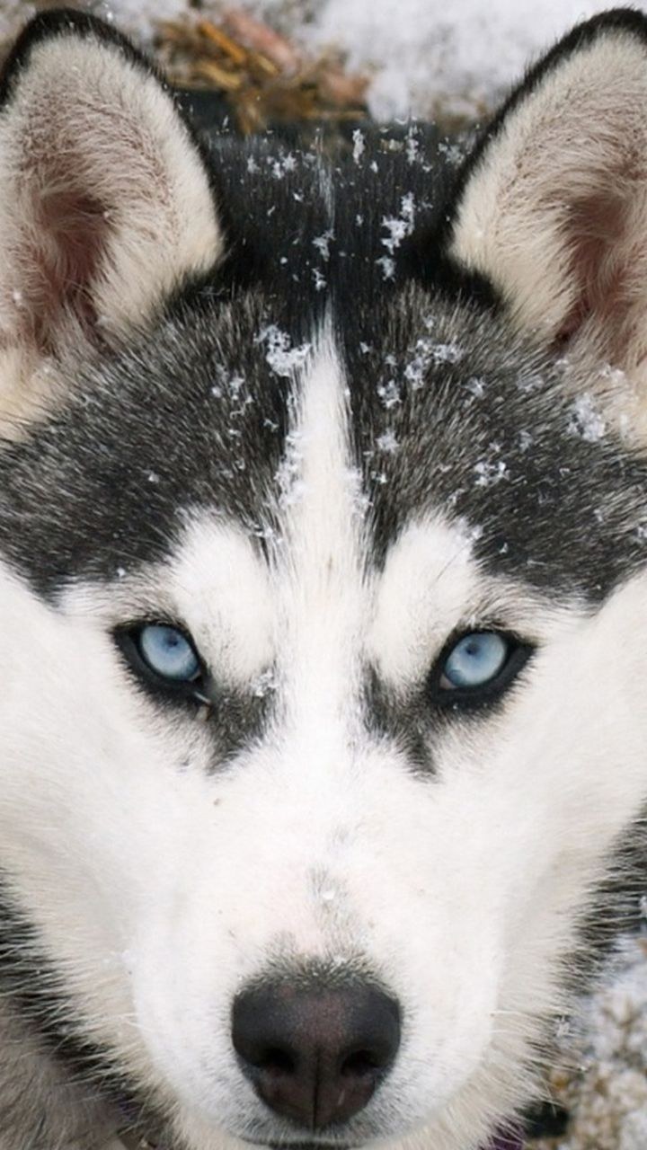 Сибирский хаски морда