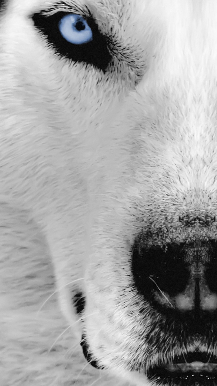 4k Сибирский хаски