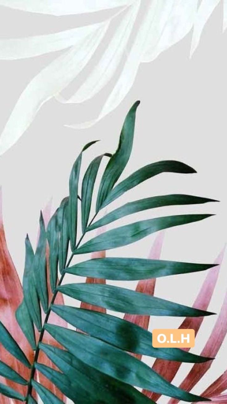 Монстера эскулетто