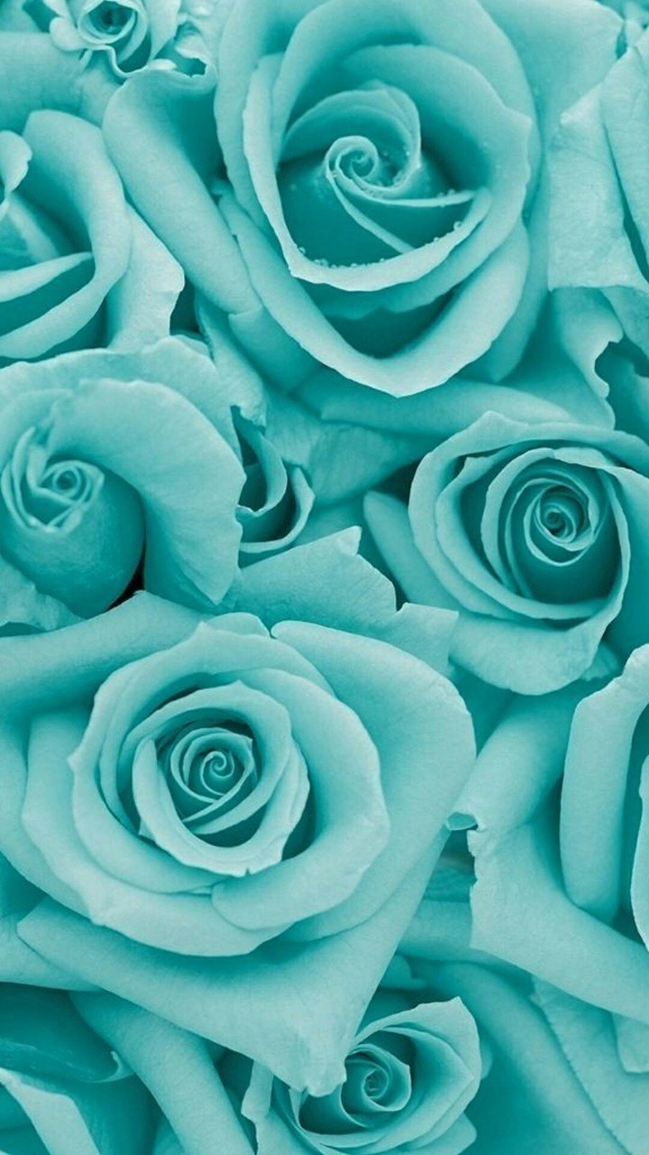 Роза Тиффани