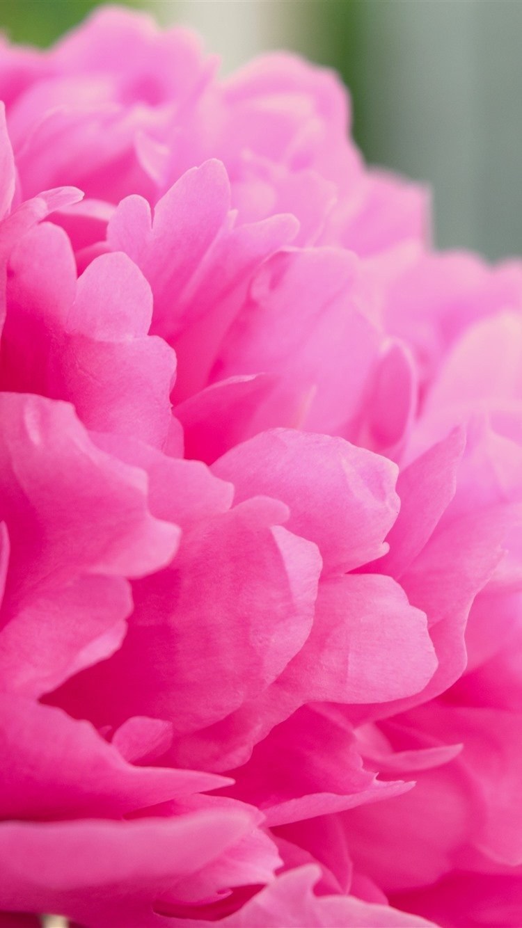 Пионы aesthetic