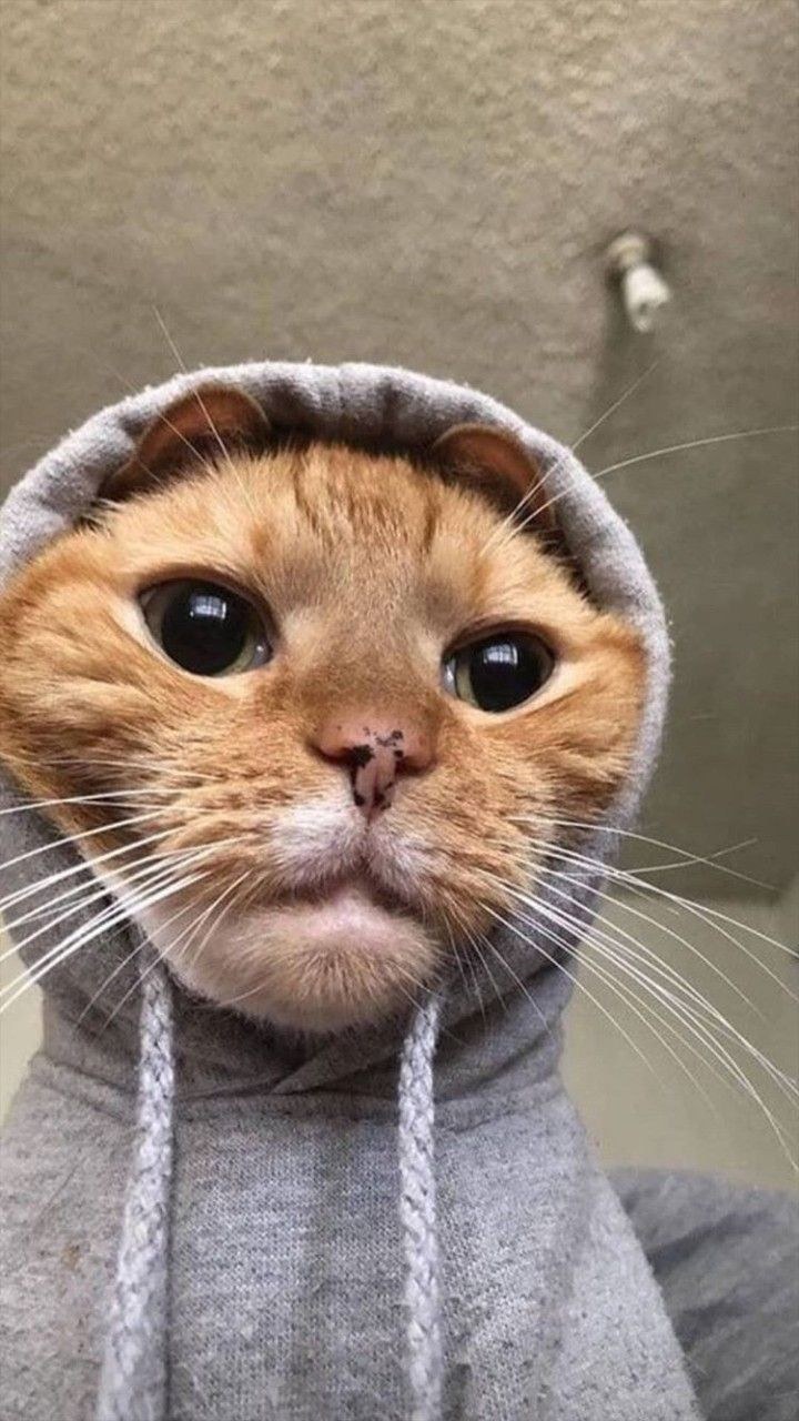 Кот в капюшоне