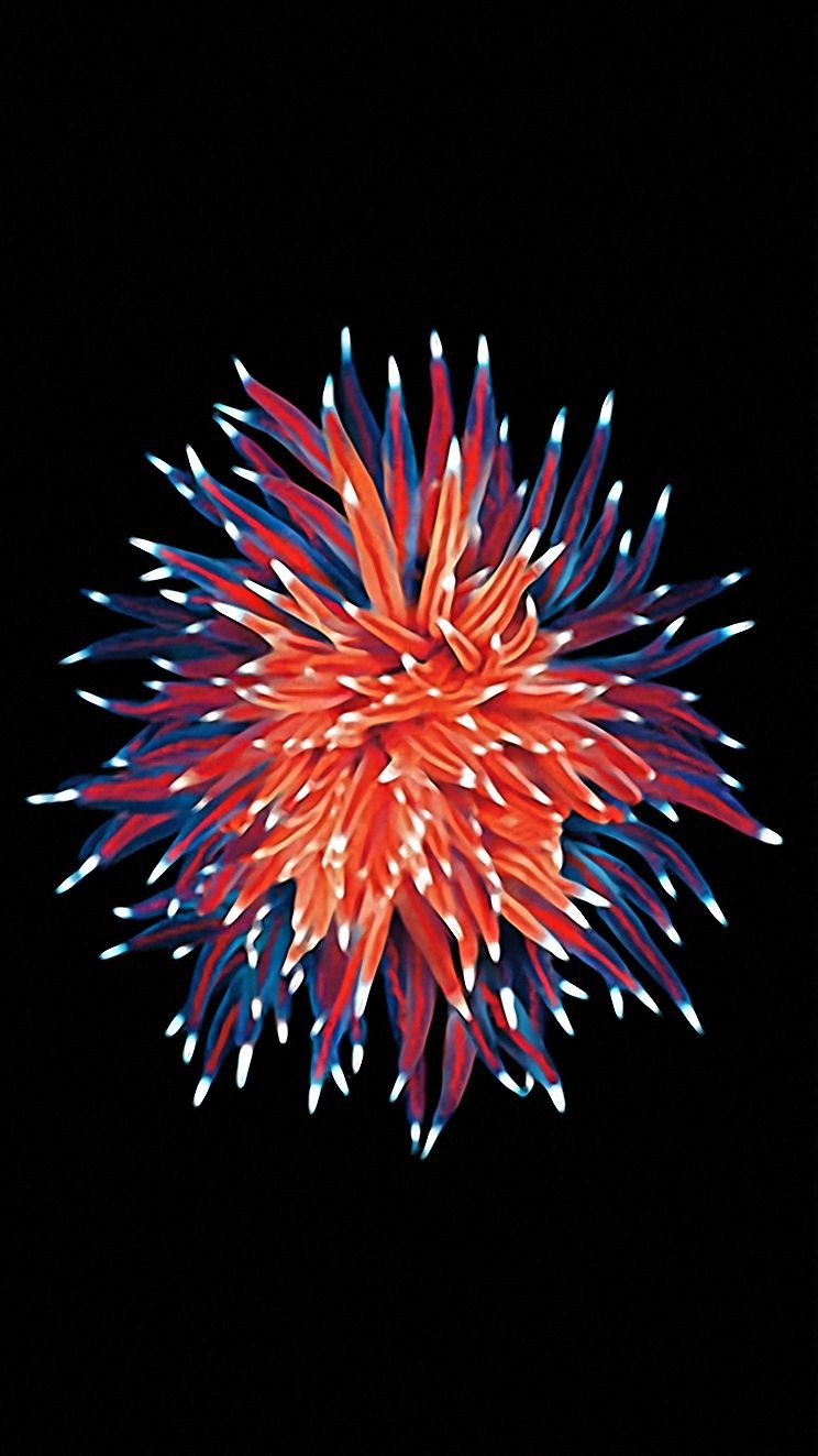 Обои на айфон se 2020 оригинальные