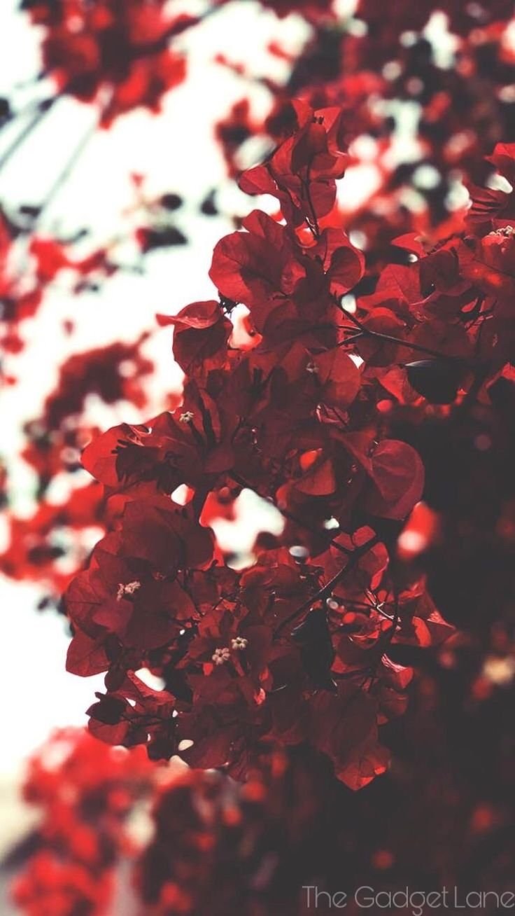 Красные звёзды в космосе