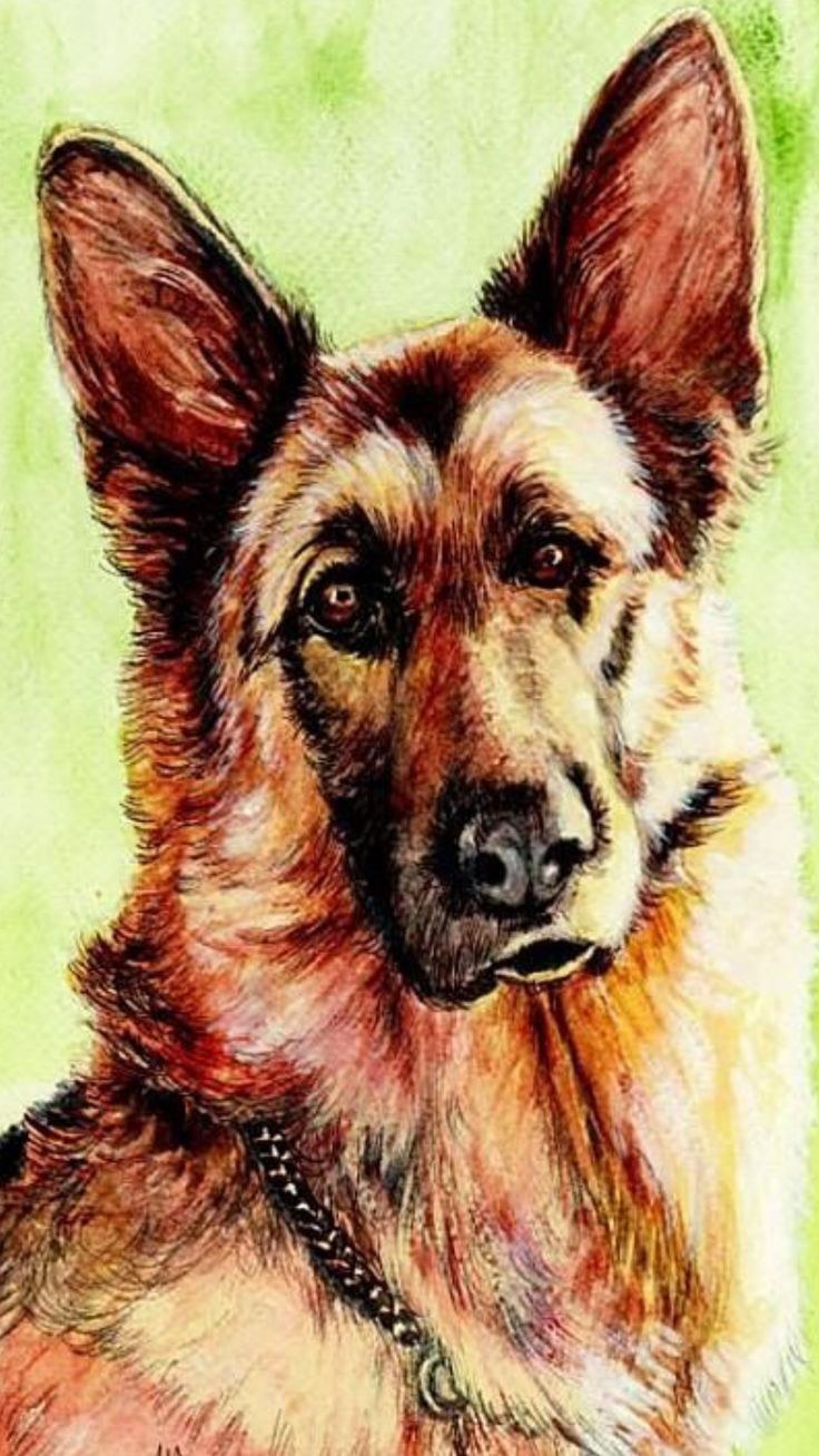 Восточноевропейская овчарка живопись