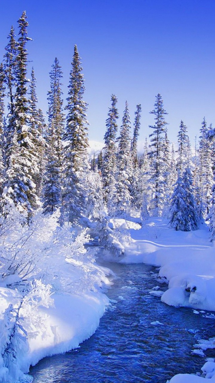 Зимний лес фон